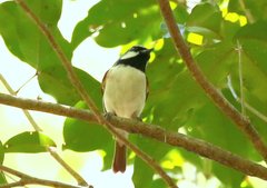 Calicalicus madagascariensis