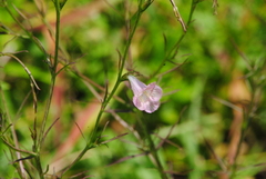 Agalinis communis
