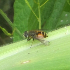 Eristalis bogotensis