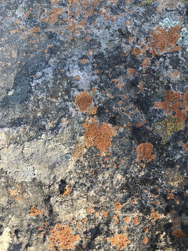 iNaturalist observation photo of Orange Atoms