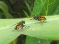 Eristalis bogotensis