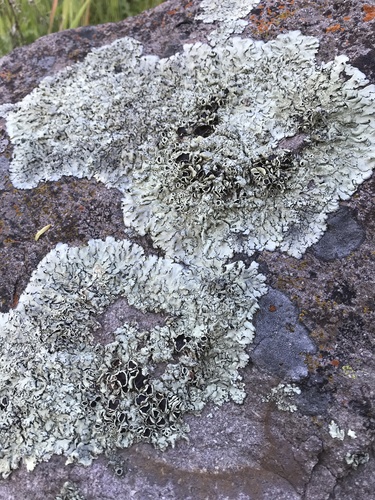 iNaturalist observation photo of Peppered Rock-shield
