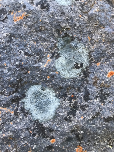 iNaturalist observation photo of Sunken Disk Lichens