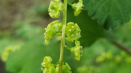 Ribes rubrum
