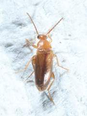 Allopoda