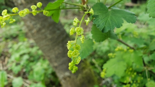 Ribes rubrum