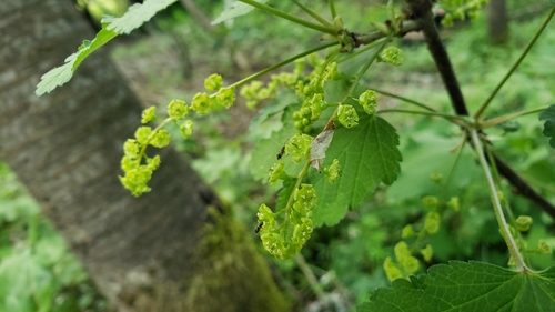 Ribes rubrum