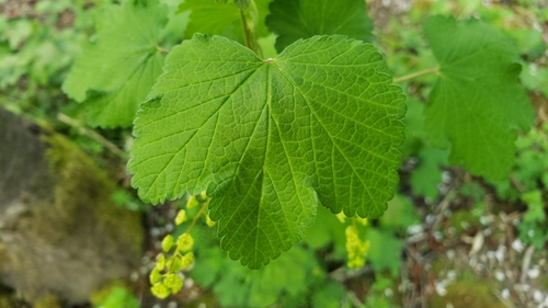 Ribes rubrum