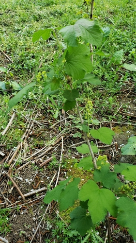 Ribes rubrum