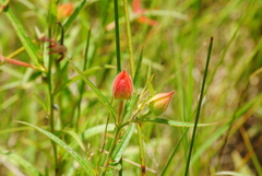 Ludwigia bonariensis