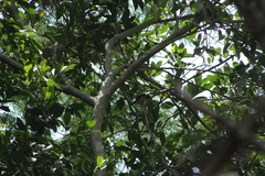 Icterus graduacauda dickeyae