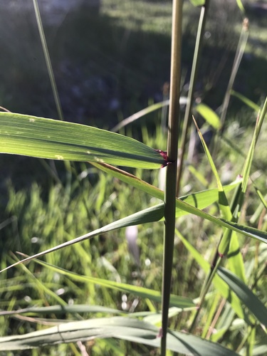 iNaturalist observation photo of blue wild rye