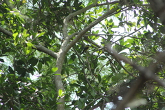 Icterus graduacauda dickeyae