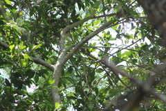 Icterus graduacauda dickeyae