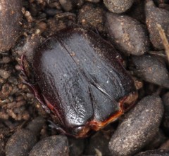 Rhinocoeta sanguinipes