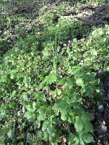 iNaturalist observation photo of Pacific Sanicle