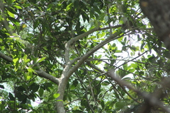 Icterus graduacauda dickeyae