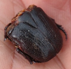 Rhinocoeta sanguinipes