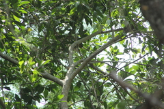 Icterus graduacauda dickeyae