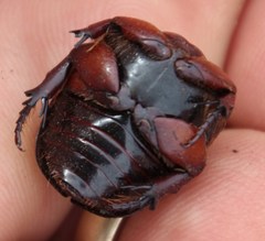 Rhinocoeta sanguinipes