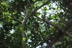 Icterus graduacauda dickeyae