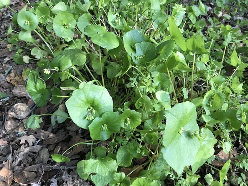 iNaturalist observation photo of miner's lettuce