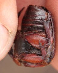 Rhinocoeta sanguinipes