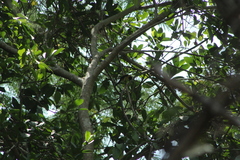 Icterus graduacauda dickeyae