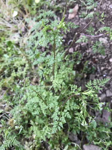 iNaturalist observation photo of Bur Parsley