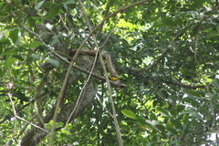 Icterus graduacauda dickeyae