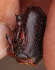 Rhinocoeta sanguinipes