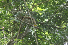 Icterus graduacauda dickeyae