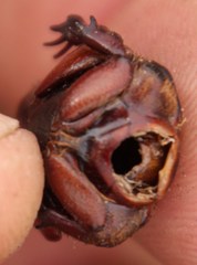 Rhinocoeta sanguinipes