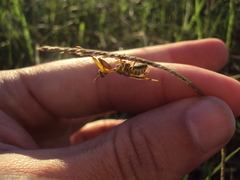 Paramantispa decorata