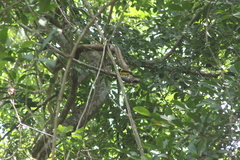 Icterus graduacauda dickeyae