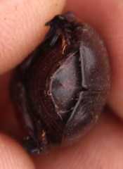 Rhinocoeta sanguinipes