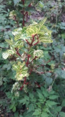 Iresine diffusa herbstii