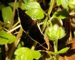 Pyrausta niveicilialis