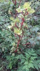 Iresine diffusa herbstii