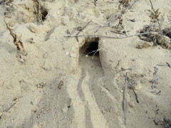 Xerospermophilus spilosoma