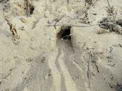 Xerospermophilus spilosoma