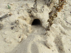 Xerospermophilus spilosoma