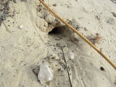 Xerospermophilus spilosoma