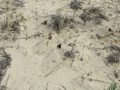 Xerospermophilus spilosoma
