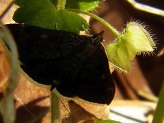 Pyrausta niveicilialis