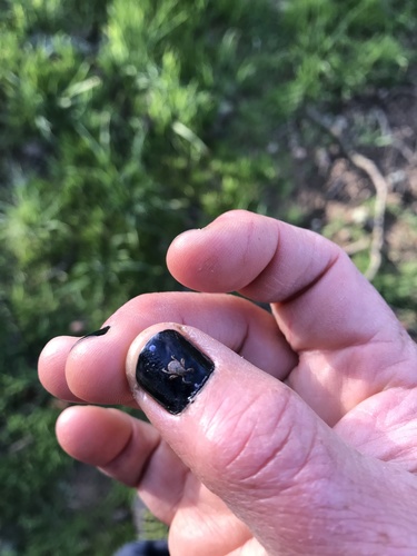 iNaturalist observation photo of Pacific Coast Tick