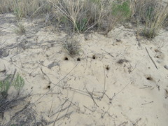 Xerospermophilus spilosoma