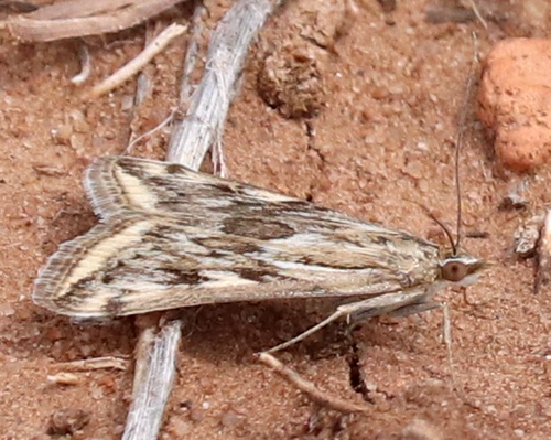 Alfalfa Webworm Moth photo 3
