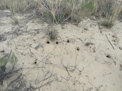 Xerospermophilus spilosoma