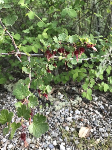 iNaturalist observation photo of currants and gooseberries